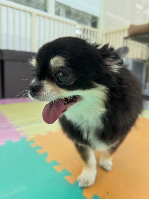 こまめちゃん🐶
本日はスタッフにたくさん撫でて〜と可愛くアピールをしてくれて、撫でて途中でやめるともっと!もっと!と体を近づけてくれました😍
🐾🐶愛犬のお悩みご相談ください🐶🐾
@kenkohmura_official
↑フォロー待ってます↑
〒955-0091 新潟県三条市上須頃大割428−1
☎︎ 0256-35-2571
✉️ info@kenkohmura.jp
HP: http://kenkohmura.jp
LINE: https://lin.ee/7LIz5sb
#犬幸村#犬の幼稚園 #吠える、噛む #犬のしつけ #トイレ
チワワチワワ可愛いチワワ大好きチワワ倶楽部チワワ可愛いすぎる