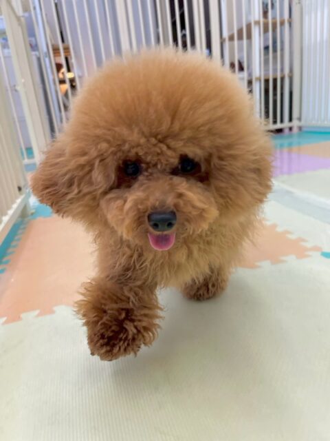 ププちゃん🐶
本日は大好きなはなちゃんが久しぶりに来園してすごく嬉しそうに後ろを追いかけたり、一緒にワンプロを仕掛けあったりして楽しんでいました👍
🐾🐶愛犬のお悩みご相談ください🐶🐾
@kenkohmura_official
↑フォロー待ってます↑
〒955-0091 新潟県三条市上須頃大割428−1
☎︎ 0256-35-2571
✉️ info@kenkohmura.jp
HP: http://kenkohmura.jp
LINE: https://lin.ee/7LIz5sb
#犬幸村#犬の幼稚園 #吠える、噛む #犬のしつけ #トイレ
トイプートイプー可愛いトイプー可愛いすぎるトイプー倶楽部