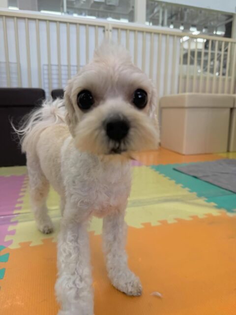 神威ちゃん🐶
本日はゆずちゃんやまるちゃん、ププちゃん達と走り回ったり、ワンプロを仕掛けあったりして楽しそうに過ごしていました👍

🐾🐶愛犬のお悩みご相談ください🐶🐾
@kenkohmura_official
 ↑フォロー待ってます↑

〒955-0091 新潟県三条市上須頃大割４２８−１
☎︎ 0256-35-2571
✉️ info@kenkohmura.jp
HP: http://kenkohmura.jp
LINE: https://lin.ee/7LIz5sb

#犬幸村#犬の幼稚園 #吠える、噛む #犬のしつけ #トイレ
ミックスミックス犬ミックス犬可愛いミックス犬大好きミックス犬倶楽部