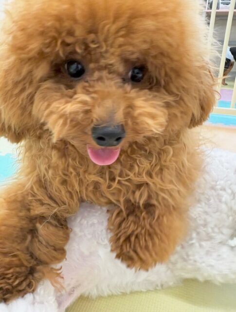 ププちゃん🐶
本日もモカちゃん、きりまるちゃん、ぽん太達と走り回ったり、みんなでワンプロを仕掛けあったりして楽しんでいました👍

🐾🐶愛犬のお悩みご相談ください🐶🐾
@kenkohmura_official
 ↑フォロー待ってます↑

〒955-0091 新潟県三条市上須頃大割４２８−１
☎︎ 0256-35-2571
✉️ info@kenkohmura.jp
HP: http://kenkohmura.jp
LINE: https://lin.ee/7LIz5sb

#犬幸村#犬の幼稚園 #吠える、噛む #犬のしつけ #トイレ
トイプートイプー可愛いトイプー大好きトイプー倶楽部