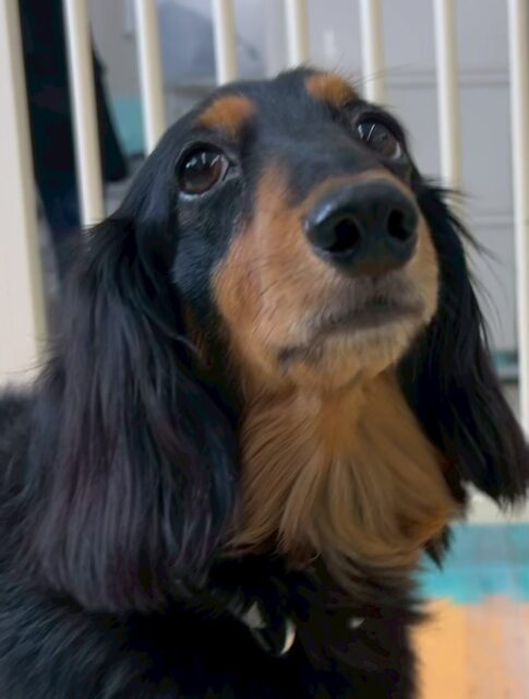クッキーちゃん🐶
本日は朝からテンションが高く走ったり、ニコペットのちびっ子達と匂いを嗅ぎ合ったりして過ごしていました👍
お散歩トレーニングも走ったり、早足でついてきたりしくれて可愛いすぎました😍
🐾🐶愛犬のお悩みご相談ください🐶🐾
@kenkohmura_official
↑フォロー待ってます↑
〒955-0091 新潟県三条市上須頃大割428−1
☎︎ 0256-35-2571
✉️ info@kenkohmura.jp
HP: http://kenkohmura.jp
LINE: https://lin.ee/7LIz5sb
#犬幸村#犬の幼稚園 #吠える、噛む #犬のしつけ #トイレ
ダックスダックス可愛いダックス倶楽部ダックス可愛いすぎる