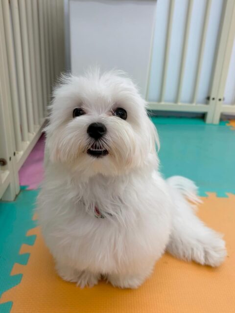 本日幼稚園体験に2頭きてくれました🐶
1頭目の子はかなりみんなとコミュニケーションが取れていて、犬、人、共にかなりフレンドリーに接していたので次来た時にはお友達ができそうな感じでした👍

2頭目の子は、周りをかなり警戒したり、みんなの動きを見たりして最初はあまり動き回れませんでしたが、だんだん慣れてきたのか園内を歩き回れるようになったのでよかったです👏

🐾🐶愛犬のお悩みご相談ください🐶🐾
@kenkohmura_official
 ↑フォロー待ってます↑

〒955-0091 新潟県三条市上須頃大割４２８−１
☎︎ 0256-35-2571
✉️ info@kenkohmura.jp
HP: http://kenkohmura.jp
LINE: https://lin.ee/7LIz5sb

#犬幸村#犬の幼稚園 #吠える、噛む #犬のしつけ #トイレ
マルチーズマルチーズ可愛いミックスミックス犬可愛い