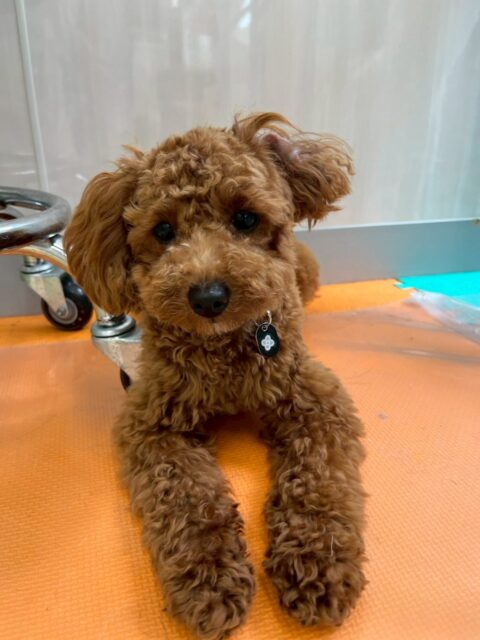 モカちゃん🐶
本日もププちゃんやぽん太達と走り回ったり、ワンプロをしたりして、非常に楽しそうに過ごしていました🤭
他にもニコペットのちびっ子達とスタッフの膝の上を取り合ったりもしていて本日も可愛いモカちゃんでした😍
🐾🐶愛犬のお悩みご相談ください🐶🐾
@kenkohmura_official
↑フォロー待ってます↑
〒955-0091 新潟県三条市上須頃大割428−1
☎︎ 0256-35-2571
✉️ info@kenkohmura.jp
HP: http://kenkohmura.jp
LINE: https://lin.ee/7LIz5sb
#犬幸村#犬の幼稚園 #吠える、噛む #犬のしつけ #トイレ
トイプートイプー可愛いトイプー可愛いすぎるトイプー倶楽部