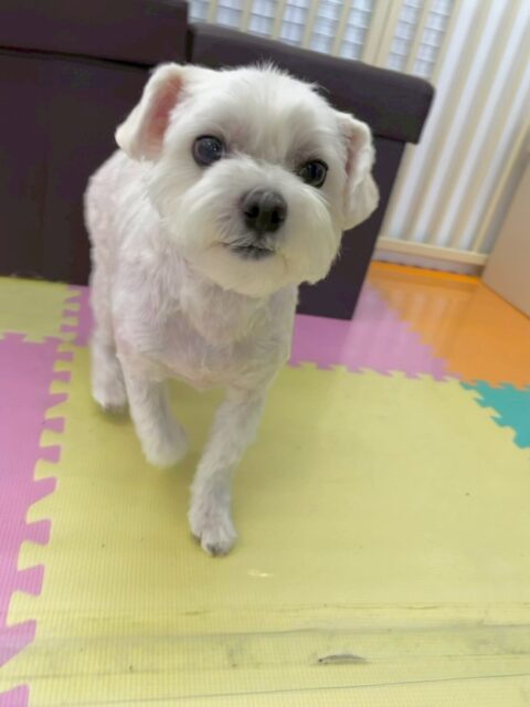 むぎちゃん🐶
本日も上手にカットやシャンプー、お手入れなどやらせてくれました👍

園内では、まるちゃんや幼稚園体験の子達にしつこくされて少しびっくりしていましたが、そのあとはきちんと挨拶をしたり、匂いを嗅いだりもできていてよかったです👏

🐾🐶愛犬のお悩みご相談ください🐶🐾
@kenkohmura_official
 ↑フォロー待ってます↑

〒955-0091 新潟県三条市上須頃大割４２８−１
☎︎ 0256-35-2571
✉️ info@kenkohmura.jp
HP: http://kenkohmura.jp
LINE: https://lin.ee/7LIz5sb

#犬幸村#犬の幼稚園 #吠える、噛む #犬のしつけ #トイレ
マルチーズマルチーズ可愛いマルチーズ大好きマルチーズ倶楽部
