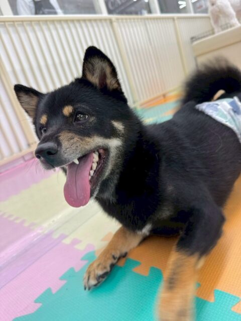 コタローちゃん🐶
本日はつむぎちゃんや、ププちゃん、ぽん太達と走り回ったりして非常に楽しそうに激しく過ごしていました🤭
1日中走り回ったり、ワンプロを仕掛けあったりして少しも疲れない体力無限のコタローちゃんでした♾️
🐾🐶愛犬のお悩みご相談ください🐶🐾
@kenkohmura_official
↑フォロー待ってます↑
〒955-0091 新潟県三条市上須頃大割428−1
☎︎ 0256-35-2571
✉️ info@kenkohmura.jp
HP: http://kenkohmura.jp
LINE: https://lin.ee/7LIz5sb
#犬幸村#犬の幼稚園 #吠える、噛む #犬のしつけ #トイレ
柴犬柴犬可愛い柴犬大好き柴犬倶楽部柴犬可愛いすぎる
