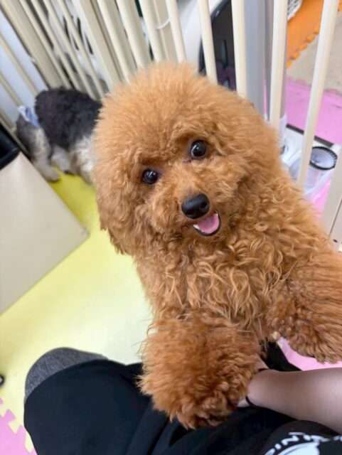 ププちゃん🐶
本日も仲良しのモカちゃん、ポコちゃん、ぽん太達と激しいワンプロを仕掛けあったり、みんなで走り回ったりしてはしゃいでいました😆
🐾🐶愛犬のお悩みご相談ください🐶🐾
@kenkohmura_official
↑フォロー待ってます↑
〒955-0091 新潟県三条市上須頃大割428−1
☎︎ 0256-35-2571
✉️ info@kenkohmura.jp
HP: http://kenkohmura.jp
LINE: https://lin.ee/7LIz5sb
#犬幸村#犬の幼稚園 #吠える、噛む #犬のしつけ #トイレ
トイプートイプー可愛いトイプー大好きトイプー倶楽部トイプー可愛いすぎる
