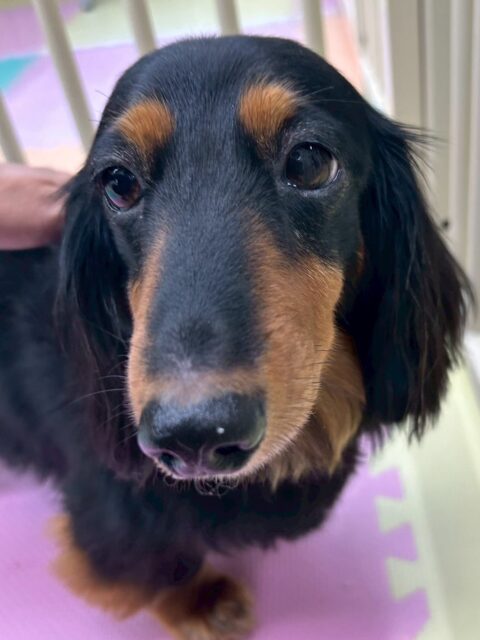 クッキーちゃん🐶
ニコペットにいる子達に遊びに誘われていたり、スタッフに名前呼ばれるとお腹出したりしていました😁
🐾🐶愛犬のお悩みご相談ください🐶🐾
@kenkohmura_official
↑フォロー待ってます↑
〒955-0091 新潟県三条市上須頃大割428−1
☎︎ 0256-35-2571
✉️ info@kenkohmura.jp
HP: http://kenkohmura.jp
LINE: https://lin.ee/7LIz5sb
#犬幸村#犬の幼稚園 #吠える噛む #犬のしつけ #トイレ
ミニチュアダックスフンド ミニチュアダックスフンド可愛い ミニチュアダックスフンド大好き