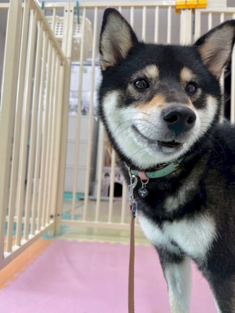 つむぎちゃん🐶
本日はコタローちゃんと最初激しいお話し合いが続きましたが、すぐに打ち解けたようで匂いを嗅ぎ合ったり、挨拶をしたりしてコミュニケーションを取れていました👍
他にもニコペットのちびっ子達や、やん丸や鶴丸達とも匂いを嗅ぎ合ったりできていたので成長を感じました👏
🐾🐶愛犬のお悩みご相談ください🐶🐾
@kenkohmura_official
↑フォロー待ってます↑
〒955-0091 新潟県三条市上須頃大割428−1
☎︎ 0256-35-2571
✉️ info@kenkohmura.jp
HP: http://kenkohmura.jp
LINE: https://lin.ee/7LIz5sb
#犬幸村#犬の幼稚園 #吠える、噛む #犬のしつけ #トイレ
柴犬柴犬可愛い柴犬大好き柴犬倶楽部柴犬可愛いすぎる