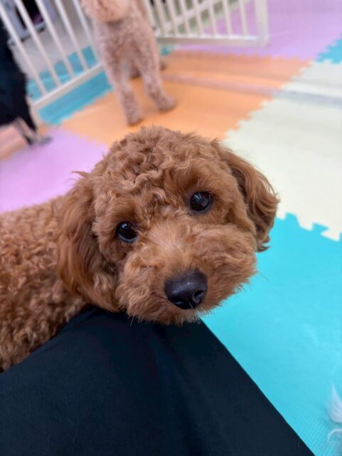 モカちゃん🐶
本日も仲良しのププちゃんやポコちゃん、ぽん太達と遊び回ってだいぶ満足そうな表情で過ごしていました😆
みんなと遊んで疲れたのかたまにスタッフの足元で休んだりしてしっかりと休憩をとりながら遊べていました👍
🐾🐶愛犬のお悩みご相談ください🐶🐾
@kenkohmura_official
↑フォロー待ってます↑
〒955-0091 新潟県三条市上須頃大割428−1
☎︎ 0256-35-2571
✉️ info@kenkohmura.jp
HP: http://kenkohmura.jp
LINE: https://lin.ee/7LIz5sb
#犬幸村#犬の幼稚園 #吠える、噛む #犬のしつけ #トイレ
トイプートイプー可愛いトイプー大好きトイプー倶楽部トイプー可愛いすぎる