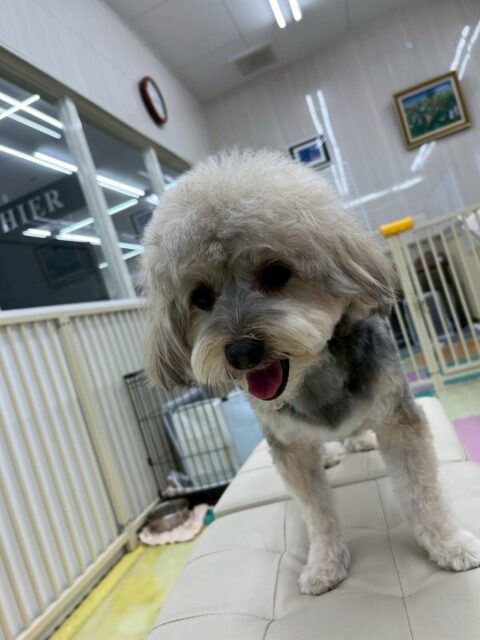 オレオちゃん🐶
本日歯磨きトレーニングを開始して1年10ヶ月が経ちました
歯の状態は変わりなくキープできているのでこのままキープできるように頑張りましょう✊
園内では大好きなベンやぽん太達とワンプロをしたり、乗っかりあったりして過ごしていました😆
🐾🐶愛犬のお悩みご相談ください🐶🐾
@kenkohmura_official
↑フォロー待ってます↑
〒955-0091 新潟県三条市上須頃大割428−1
☎︎ 0256-35-2571
✉️ info@kenkohmura.jp
HP: http://kenkohmura.jp
LINE: https://lin.ee/7LIz5sb
#犬幸村#犬の幼稚園 #吠える、噛む #犬のしつけ #トイレ
ミックスミックス犬ミックス犬可愛いミックス犬大好きミックス犬倶楽部
