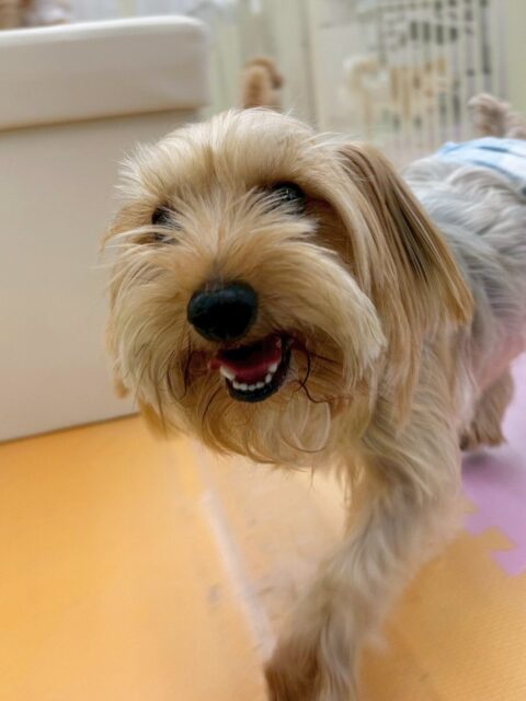 ロンちゃん🐶
今日はバロンちゃんやププちゃん、お店の小さい子達など沢山の子達と遊んでいました😆
バロンちゃんと遊ぶ時は椅子の上に乗って体格差を感じさせない遊びっぷりでとても上手にワンプロしていました👏
🐾🐶愛犬のお悩みご相談ください🐶🐾
@kenkohmura_official
↑フォロー待ってます↑
〒955-0091 新潟県三条市上須頃大割428−1
☎︎ 0256-35-2571
✉️ info@kenkohmura.jp
HP: http://kenkohmura.jp
LINE: https://lin.ee/7LIz5sb
#犬幸村#犬の幼稚園 #吠える、噛む #犬のしつけ #トイレ
ヨークシャーテリア ヨーキー ヨーキーだいすき