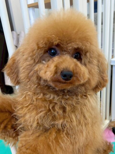 ププちゃん🐶
今日はロンちゃんに「遊ぼうよー!」と誘われていました😆
少し戸惑いつつも満更でもなさそうな顔をしていて可愛かったです🥰
🐾🐶愛犬のお悩みご相談ください🐶🐾
@kenkohmura_official
↑フォロー待ってます↑
〒955-0091 新潟県三条市上須頃大割428−1
☎︎ 0256-35-2571
✉️ info@kenkohmura.jp
HP: http://kenkohmura.jp
LINE: https://lin.ee/7LIz5sb
#犬幸村#犬の幼稚園 #吠える、噛む #犬のしつけ #トイレ
トイプードル トイプー といぷー