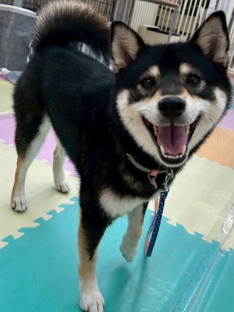 つむぎちゃん🐶
大好きなニコペットにいるチワワちゃんと走ったり、ボストンテリアちゃんと挨拶したりしていました🙌
寅丸ちゃんと激しくおしゃべりしていました!
🐾🐶愛犬のお悩みご相談ください🐶🐾
@kenkohmura_official
↑フォロー待ってます↑
〒955-0091 新潟県三条市上須頃大割428−1
☎︎ 0256-35-2571
✉️ info@kenkohmura.jp
HP: http://kenkohmura.jp
LINE: https://lin.ee/7LIz5sb
#犬幸村#犬の幼稚園 #吠える噛む #犬のしつけ #トイレ
黒柴 黒柴大好き 黒柴可愛い
