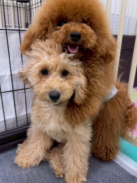 はなちゃん🐶
本日は朝から大人気でみんなに待って〜と追いかけられて忙しそうにしていました👍
みんなとその後も一生懸命走り回ったり、みんなでワンプロを仕掛けあったりして遊んでいました🤭
🐾🐶愛犬のお悩みご相談ください🐶🐾
@kenkohmura_official
↑フォロー待ってます↑
〒955-0091 新潟県三条市上須頃大割428−1
☎︎ 0256-35-2571
✉️ info@kenkohmura.jp
HP: http://kenkohmura.jp
LINE: https://lin.ee/7LIz5sb
#犬幸村#犬の幼稚園 #吠える、噛む #犬のしつけ #トイレ
トイプートイプー可愛いトイプー大好きトイプー倶楽部トイプー可愛いすぎる
