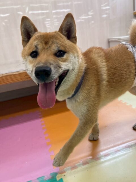チャリーちゃん🐶
本日はコハクちゃんがお気に入りのようで激しいワンプロを仕掛けあったり、みんなで走り回ったりして激しい1日を過ごしていました😆
🐾🐶愛犬のお悩みご相談ください🐶🐾
@kenkohmura_official
↑フォロー待ってます↑
〒955-0091 新潟県三条市上須頃大割428−1
☎︎ 0256-35-2571
✉️ info@kenkohmura.jp
HP: http://kenkohmura.jp
LINE: https://lin.ee/7LIz5sb
#犬幸村#犬の幼稚園 #吠える、噛む #犬のしつけ #トイレ
柴犬柴犬可愛い柴犬大好き柴犬倶楽部柴犬可愛いすぎる