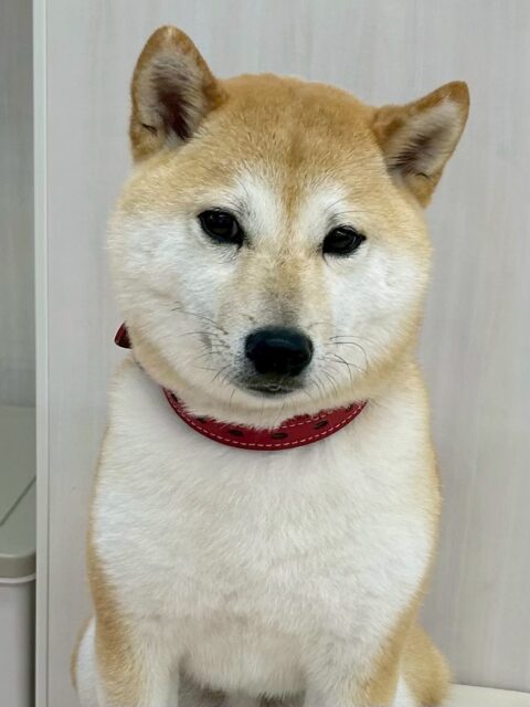 寅丸ちゃん🐶
つむぎちゃんと激しくおしゃべりしたり、ニコペットにいる子達と上手に挨拶していました👏
お散歩トレーニングは上手に歩いていました😆
🐾🐶愛犬のお悩みご相談ください🐶🐾
@kenkohmura_official
↑フォロー待ってます↑
〒955-0091 新潟県三条市上須頃大割428−1
☎︎ 0256-35-2571
✉️ info@kenkohmura.jp
HP: http://kenkohmura.jp
LINE: https://lin.ee/7LIz5sb
#犬幸村#犬の幼稚園 #吠える噛む #犬のしつけ #トイレ
豆柴 豆柴可愛い 豆柴大好き