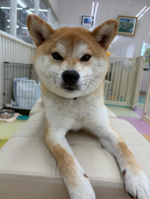 こまちゃん🐶
本日歯磨きトレーニングを開始して8ヶ月が経ちました🦷
歯磨きだいぶ上達してきましたね‼️このまま継続を意識して頑張っていきましょう✊
園内ではかなり動き回ったり、コハクちゃん、チャリーちゃん、すけちゃん、まるちゃん達と激しすぎるお話し合いや追いかけっこをしたりして楽しそうに過ごしていました👍
🐾🐶愛犬のお悩みご相談ください🐶🐾
@kenkohmura_official
↑フォロー待ってます↑
〒955-0091 新潟県三条市上須頃大割428−1
☎︎ 0256-35-2571
✉️ info@kenkohmura.jp
HP: http://kenkohmura.jp
LINE: https://lin.ee/7LIz5sb
#犬幸村#犬の幼稚園 #吠える、噛む #犬のしつけ #トイレ
柴犬柴犬可愛い柴犬大好き柴犬倶楽部柴犬可愛いすぎる