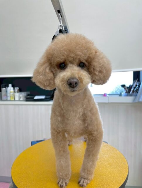 ポコちゃん🐶
本日も仲良しのププちゃん、モカちゃん、ぽん太達と走り回ったり、ワンプロを仕掛けあったりして楽しそうにして過ごしていました😆
お散歩もだんだん自分で歩ける距離も増えてきました‼️まだイヤイヤはありますがこのまま頑張りましょう✊
🐾🐶愛犬のお悩みご相談ください🐶🐾
@kenkohmura_official
↑フォロー待ってます↑
〒955-0091 新潟県三条市上須頃大割428−1
☎︎ 0256-35-2571
✉️ info@kenkohmura.jp
HP: http://kenkohmura.jp
LINE: https://lin.ee/7LIz5sb
#犬幸村#犬の幼稚園 #吠える、噛む #犬のしつけ #トイレ
トイプートイプー可愛いトイプー倶楽部トイプー可愛いすぎる