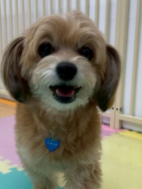 コジロウちゃん🐶
マーシャちゃんが気に入ったみたいで追いかけたりしていました😊
お散歩トレーニングでは吠えずに歩いていました✨️
🐾🐶愛犬のお悩みご相談ください🐶🐾
@kenkohmura_official
↑フォロー待ってます↑
〒955-0091 新潟県三条市上須頃大割428−1
☎︎ 0256-35-2571
✉️ info@kenkohmura.jp
HP: http://kenkohmura.jp
LINE: https://lin.ee/7LIz5sb
#犬幸村#犬の幼稚園 #吠える噛む #犬のしつけ #トイレ
ミックス犬 ミックス犬可愛い ミックス犬大好き