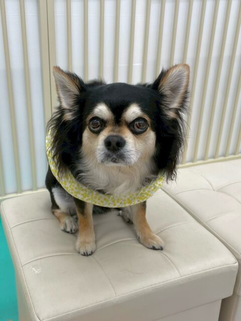 ゴロー丸ちゃん🐶
本日はきりまるちゃんやまろちゃん達のチームチワワでスタッフと手遊びをしたり、匂いを嗅ぎ合って挨拶をしあったりして過ごしていました😆

お散歩トレーニングでは、普段とは違うスタッフの方にお散歩をしてもらいました‼️かなり距離も近く、上手に歩けていてよかったです👍

🐾🐶愛犬のお悩みご相談ください🐶🐾
@kenkohmura_official
 ↑フォロー待ってます↑

〒955-0091 新潟県三条市上須頃大割４２８−１
☎︎ 0256-35-2571
✉️ info@kenkohmura.jp
HP: http://kenkohmura.jp
LINE: https://lin.ee/7LIz5sb

#犬幸村#犬の幼稚園 #吠える、噛む #犬のしつけ #トイレ
チワワチワワ可愛いチワワ大好きチワワ倶楽部チワワ可愛いすぎる