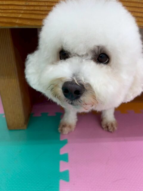 よもぎちゃん🐶
本日は朝からクッキーちゃんやモカちゃん達と匂いを嗅ぎ合って、挨拶をしあったりして過ごしていました👍
園内ではバロンちゃんやププちゃん、ニコペットのちびっ子達にちょっかいを出されたりしてキレていたりして可愛かったです🤣
🐾🐶愛犬のお悩みご相談ください🐶🐾
@kenkohmura_official
↑フォロー待ってます↑
〒955-0091 新潟県三条市上須頃大割428−1
☎︎ 0256-35-2571
✉️ info@kenkohmura.jp
HP: http://kenkohmura.jp
LINE: https://lin.ee/7LIz5sb
#犬幸村#犬の幼稚園 #吠える、噛む #犬のしつけ #トイレ
ミックスミックス犬ミックス犬可愛いミックス犬大好きミックス犬倶楽部