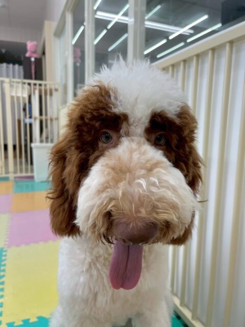 バロンちゃん🐶
本日もニコペットのちびっ子達やモカちゃん、ププちゃん達と走り回ったり、みんなでワンプロを仕掛けあったりして楽しんでいました😆
🐾🐶愛犬のお悩みご相談ください🐶🐾
@kenkohmura_official
↑フォロー待ってます↑
〒955-0091 新潟県三条市上須頃大割428−1
☎︎ 0256-35-2571
✉️ info@kenkohmura.jp
HP: http://kenkohmura.jp
LINE: https://lin.ee/7LIz5sb
#犬幸村#犬の幼稚園 #吠える、噛む #犬のしつけ #トイレ
スタンダードプードルスタンダードプードル可愛いスタンダードプードル可愛いすぎるスタンダードプードル倶楽部