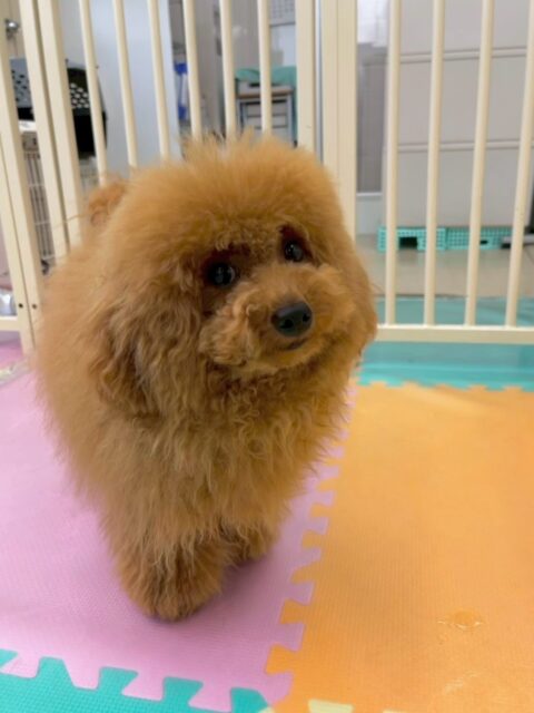 ププちゃん🐶
本日は朝から夕方までずーっとまるちゃんと遊んでもうヘトヘトでした😆スタッフが近づくと抱っこ〜とアピールしてきて可愛いすぎました😍
🐾🐶愛犬のお悩みご相談ください🐶🐾
@kenkohmura_official
↑フォロー待ってます↑
〒955-0091 新潟県三条市上須頃大割428−1
☎︎ 0256-35-2571
✉️ info@kenkohmura.jp
HP: http://kenkohmura.jp
LINE: https://lin.ee/7LIz5sb
#犬幸村#犬の幼稚園 #吠える、噛む #犬のしつけ #トイレ
トイプートイプー可愛いトイプー倶楽部トイプー可愛いすぎる