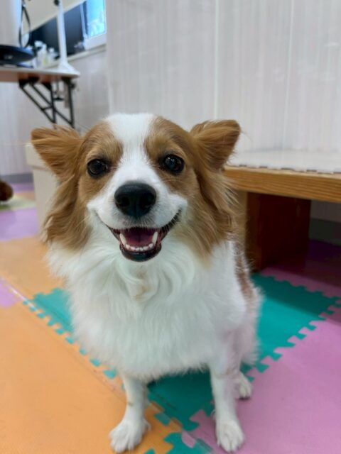マロンちゃん🐶
本日は朝からやん丸やリラちゃん達と遊んだり、園内を走り回ったりして過ごしていました😆
午後になるとリラちゃんと一緒にまったりモードでゆっくりしていました😍
🐾🐶愛犬のお悩みご相談ください🐶🐾
@kenkohmura_official
↑フォロー待ってます↑
〒955-0091 新潟県三条市上須頃大割428−1
☎︎ 0256-35-2571
✉️ info@kenkohmura.jp
HP: http://kenkohmura.jp
LINE: https://lin.ee/7LIz5sb
#犬幸村#犬の幼稚園 #吠える、噛む #犬のしつけ #トイレ
パピヨンパピヨン可愛いパピヨン大好きパピヨン倶楽部