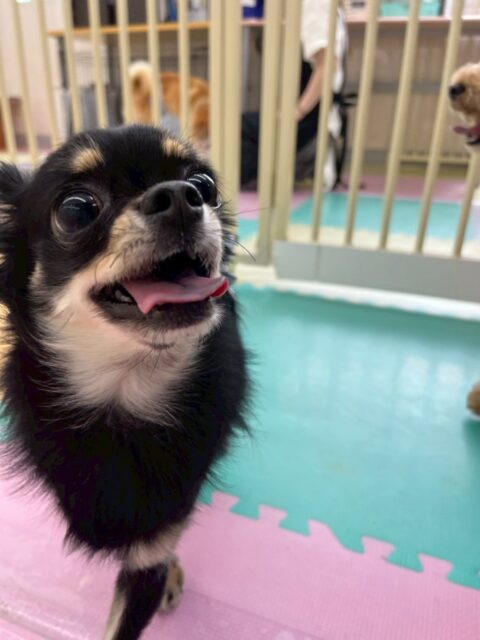ひなたちゃん🐶
本日から歯磨きトレーニングを開始しました🦷
歯磨き自体かなり良い子にできていて歯の状態も見える場所はあまり汚れが見えなかったのでこのまま継続を意識てキープしていけるように頑張りましょう✊
園内では大好きなベンやププちゃん達と一緒に過ごしていてたまにポコちゃんにちょっかいを出されてブチギレたりしていました🤣
🐾🐶愛犬のお悩みご相談ください🐶🐾
@kenkohmura_official
↑フォロー待ってます↑
〒955-0091 新潟県三条市上須頃大割428−1
☎︎ 0256-35-2571
✉️ info@kenkohmura.jp
HP: http://kenkohmura.jp
LINE: https://lin.ee/7LIz5sb
#犬幸村#犬の幼稚園 #吠える、噛む #犬のしつけ #トイレ
チワワチワワ可愛いチワワ倶楽部チワワ可愛いすぎる
