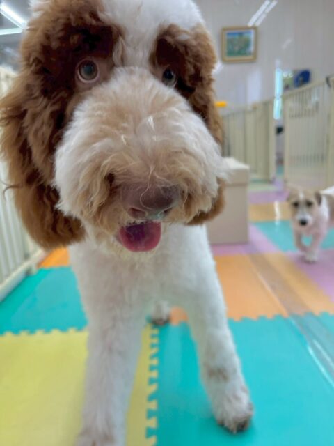 バロンちゃん🐶
本日も楽しそうにちびっ子達やスタッフと遊んだり、あまがみくんをしたりして楽しんでいました😆
午前中も午後もニコペットのちびっ子達と遊んですごく楽しそうに過ごしていました👍
🐾🐶愛犬のお悩みご相談ください🐶🐾
@kenkohmura_official
↑フォロー待ってます↑
〒955-0091 新潟県三条市上須頃大割428−1
☎︎ 0256-35-2571
✉️ info@kenkohmura.jp
HP: http://kenkohmura.jp
LINE: https://lin.ee/7LIz5sb
#犬幸村#犬の幼稚園 #吠える、噛む #犬のしつけ #トイレ
スタンダードプードルスタンダードプードル大好きスタンダードプードル可愛いスタンダードプードル倶楽部