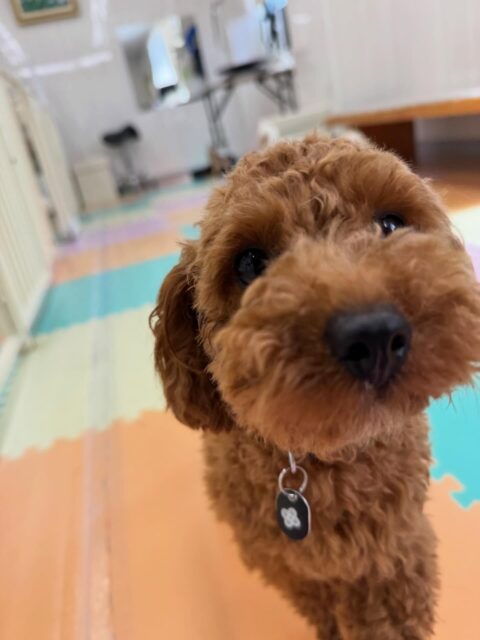 モカちゃん🐶
本日はバロンちゃんと追いかけっこをしたり、ププちゃんやもこちゃん達と一緒に走り回ったり、匂いを嗅ぎ合ったりして過ごしていました😆
🐾🐶愛犬のお悩みご相談ください🐶🐾
@kenkohmura_official
↑フォロー待ってます↑
〒955-0091 新潟県三条市上須頃大割428−1
☎︎ 0256-35-2571
✉️ info@kenkohmura.jp
HP: http://kenkohmura.jp
LINE: https://lin.ee/7LIz5sb
#犬幸村#犬の幼稚園 #吠える、噛む #犬のしつけ #トイレ
トイプートイプー可愛いトイプー倶楽部トイプー可愛いすぎる