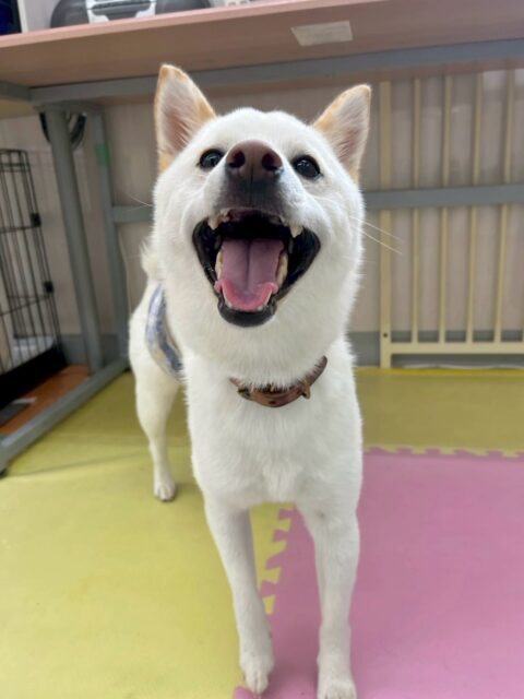 コハクちゃん🐶
本日はつむぎちゃん、夏紬ちゃん、バロンちゃん達と走り回ったり、みんなで激しいワンプロをしすぎてトリミング室で爆睡していました😆
お散歩やレーキングなども上手にやらせてくれて非常によかったです👏
🐾🐶愛犬のお悩みご相談ください🐶🐾
@kenkohmura_official
↑フォロー待ってます↑
〒955-0091 新潟県三条市上須頃大割428−1
☎︎ 0256-35-2571
✉️ info@kenkohmura.jp
HP: http://kenkohmura.jp
LINE: https://lin.ee/7LIz5sb
#犬幸村#犬の幼稚園 #吠える、噛む #犬のしつけ #トイレ
柴犬柴犬可愛い柴犬大好き柴犬倶楽部柴犬可愛いすぎる