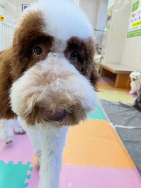 バロンちゃん🐶
ロンちゃんととても楽しそうに遊んでいました🎶
カットも本日からスタートで頑張っていました✨️
スッキリして可愛くなりました!
🐾🐶愛犬のお悩みご相談ください🐶🐾
@kenkohmura_official
↑フォロー待ってます↑
〒955-0091 新潟県三条市上須頃大割428−1
☎︎ 0256-35-2571
✉️ info@kenkohmura.jp
HP: http://kenkohmura.jp
LINE: https://lin.ee/7LIz5sb
#犬幸村#犬の幼稚園 #吠える噛む #犬のしつけ #トイレ
スタンダードプードル スタンダードプードル大好き スタンダードプードル可愛い