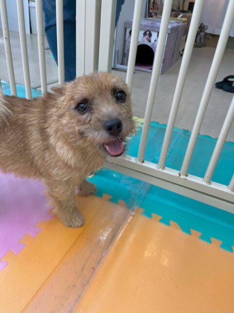 本日の鶴丸🐶
本日はつむぎちゃんや夏紬ちゃん達に遊びを誘ったり、みんなで激しくお話をしあったりして楽しんでいました😆
みんなに遊んでもらって楽しそうに過ごしていました🙇
🐾🐶愛犬のお悩みご相談ください🐶🐾
@kenkohmura_official
↑フォロー待ってます↑
〒955-0091 新潟県三条市上須頃大割428−1
☎︎ 0256-35-2571
✉️ info@kenkohmura.jp
HP: http://kenkohmura.jp
LINE: https://lin.ee/7LIz5sb
#犬幸村#犬の幼稚園 #吠える、噛む #犬のしつけ #トイレ
ノーリッチテリアノーリッチテリア可愛いノーリッチテリア倶楽部ノーリッチテリア可愛い