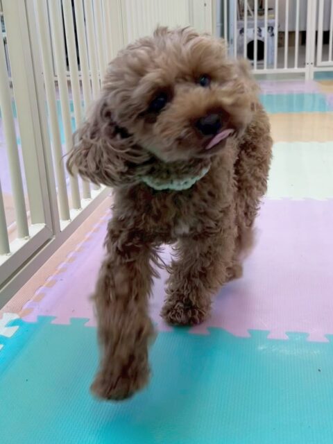 モカちゃん🐶
ロンちゃんやマーシャちゃんと挨拶したり、スタッフに甘えたりしていました😁
🐾🐶愛犬のお悩みご相談ください🐶🐾
@kenkohmura_official
↑フォロー待ってます↑
〒955-0091 新潟県三条市上須頃大割428−1
☎︎ 0256-35-2571
✉️ info@kenkohmura.jp
HP: http://kenkohmura.jp
LINE: https://lin.ee/7LIz5sb
#犬幸村#犬の幼稚園 #吠える噛む #犬のしつけ #トイレ
トイプードル トイプードル大好き トイプードル可愛い