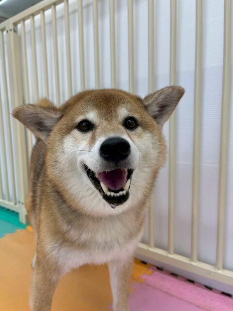 檸檬ちゃん🐶
本日はニコペットのちびっ子達の匂いを嗅いだり、やん丸やベン達と挨拶をしあったりしてコミュニケーションをとっていました👍
🐾🐶愛犬のお悩みご相談ください🐶🐾
@kenkohmura_official
↑フォロー待ってます↑
〒955-0091 新潟県三条市上須頃大割428−1
☎︎ 0256-35-2571
✉️ info@kenkohmura.jp
HP: http://kenkohmura.jp
LINE: https://lin.ee/7LIz5sb
#犬幸村#犬の幼稚園 #吠える、噛む #犬のしつけ #トイレ
柴犬柴犬可愛い柴犬大好き柴犬倶楽部柴犬可愛いすぎる