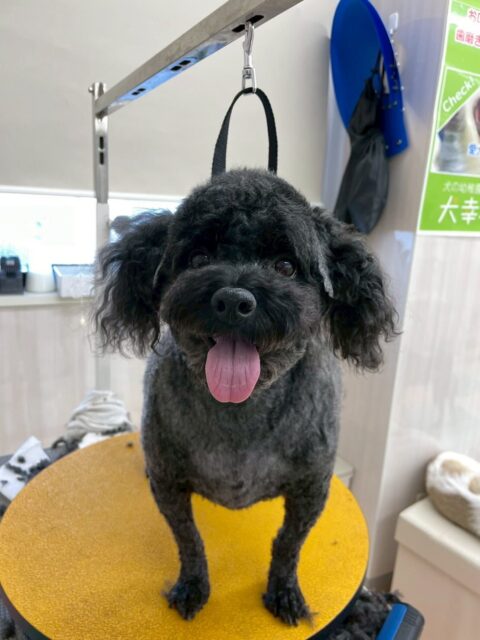 イブちゃん&ルイちゃん🐶
本日歯磨きトレーニングを開始して1年11ヶ月が経ちました
歯の状態は変わりなくキープできているのでこのまま継続を意識して頑張っていきましょう✊
園内では2頭ともほふくぜんしんをマスターしたようでみんなにお披露目していました👍
🐾🐶愛犬のお悩みご相談ください🐶🐾
@kenkohmura_official
↑フォロー待ってます↑
〒955-0091 新潟県三条市上須頃大割428−1
☎︎ 0256-35-2571
✉️ info@kenkohmura.jp
HP: http://kenkohmura.jp
LINE: https://lin.ee/7LIz5sb
#犬幸村#犬の幼稚園 #吠える、噛む #犬のしつけ #トイレ
トイプートイプー可愛いトイプー倶楽部トイプー可愛いすぎるトイプー大好き