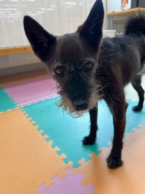 小乃輔ちゃん🐶
朝から夕方までずーっとまるちゃんに遊びを誘われていました🤣だんだんまるちゃんのことが気になってきたようで匂いを嗅いだり、追いかけっこをしたりして楽しんでいました👍
🐾🐶愛犬のお悩みご相談ください🐶🐾
@kenkohmura_official
↑フォロー待ってます↑
〒955-0091 新潟県三条市上須頃大割428−1
☎︎ 0256-35-2571
✉️ info@kenkohmura.jp
HP: http://kenkohmura.jp
LINE: https://lin.ee/7LIz5sb
#犬幸村#犬の幼稚園 #吠える、噛む #犬のしつけ #トイレ
ミックスミックス犬ミックス犬可愛いミックス犬大好きミックス犬倶楽部