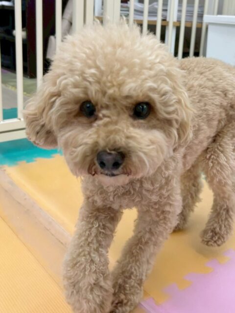 マーシャちゃん🐶
ロンちゃんに遊びに誘われていたり、午後からは椅子の上に乗ってまったり過ごしていました✨️
歯磨きトレーニング開始して1年9ヶ月経過しました🦷🪥✨
これからも綺麗な歯をキープしていきましょう!!
🐾🐶愛犬のお悩みご相談ください🐶🐾
@kenkohmura_official
↑フォロー待ってます↑
〒955-0091 新潟県三条市上須頃大割428−1
☎︎ 0256-35-2571
✉️ info@kenkohmura.jp
HP: http://kenkohmura.jp
LINE: https://lin.ee/7LIz5sb
#犬幸村#犬の幼稚園 #吠える噛む #犬のしつけ #トイレ
トイプードル トイプードル大好き トイプードル可愛い