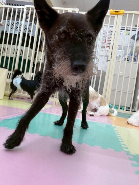 小乃輔ちゃん🐶
本日は久しぶりにむぎちゃんに会えて嬉しかったのか自分から遊びを誘ってみたり、嬉しくて走り回ったりして楽しそうにして過ごしていました😆
🐾🐶愛犬のお悩みご相談ください🐶🐾
@kenkohmura_official
↑フォロー待ってます↑
〒955-0091 新潟県三条市上須頃大割428−1
☎︎ 0256-35-2571
✉️ info@kenkohmura.jp
HP: http://kenkohmura.jp
LINE: https://lin.ee/7LIz5sb
#犬幸村#犬の幼稚園 #吠える、噛む #犬のしつけ #トイレ
ミックスミックス犬ミックス犬可愛いミックス犬大好きミックス犬倶楽部
