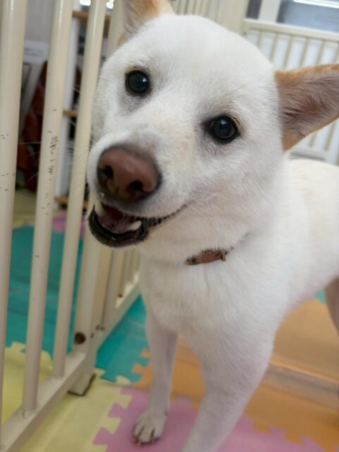 コハクちゃん🐶
本日歯磨きトレーニングを開始して1年1ヶ月が経ちました
歯の状態はかなりキレイにキープされていますが少し色がついている部分もあるので重点的に頑張っていきましょう✊
歯は関係ないですが毎回歯の写真を撮るとすごい表情をしていて可愛いです🤣
園内ではチャリーちゃんとすけちゃん、こまちゃん達と激しいおしゃべりをしたり、まるちゃんと走り回ったりして非常に楽しそうに過ごしていました👍
🐾🐶愛犬のお悩みご相談ください🐶🐾
@kenkohmura_official
↑フォロー待ってます↑
〒955-0091 新潟県三条市上須頃大割428−1
☎︎ 0256-35-2571
✉️ info@kenkohmura.jp
HP: http://kenkohmura.jp
LINE: https://lin.ee/7LIz5sb
#犬幸村#犬の幼稚園 #吠える、噛む #犬のしつけ #トイレ
柴犬柴犬可愛い柴犬大好き柴犬倶楽部柴犬可愛いすぎる