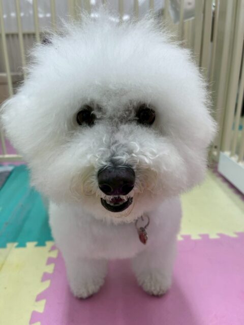 むぎちゃん🐶
久しぶりの来園で、すけちゃんや大吉ちゃん達が大喜びでした😆
みんなと久しぶりに会えてみんなと走り回ったり、みんなで匂いを嗅ぎ合ったりしてコミュニケーションをとっていました👍
🐾🐶愛犬のお悩みご相談ください🐶🐾
@kenkohmura_official
↑フォロー待ってます↑
〒955-0091 新潟県三条市上須頃大割428−1
☎︎ 0256-35-2571
✉️ info@kenkohmura.jp
HP: http://kenkohmura.jp
LINE: https://lin.ee/7LIz5sb
#犬幸村#犬の幼稚園 #吠える、噛む #犬のしつけ #トイレ
ミックスミックス犬ミックス犬可愛いミックス犬大好きミックス犬倶楽部