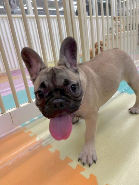 まるちゃん🐶
本日も底知れぬ体力で全員を遊びに誘って、遊び回って、ワンプロを仕掛けあったりしてハードスケジュールで過ごしていました🤣
ずっと来てくださっている先輩犬達が、ヘトヘトになるまでずーっと遊び回っていました👍
🐾🐶愛犬のお悩みご相談ください🐶🐾
@kenkohmura_official
↑フォロー待ってます↑
〒955-0091 新潟県三条市上須頃大割428−1
☎︎ 0256-35-2571
✉️ info@kenkohmura.jp
HP: http://kenkohmura.jp
LINE: https://lin.ee/7LIz5sb
#犬幸村#犬の幼稚園 #吠える、噛む #犬のしつけ #トイレ
フレブルフレブル可愛いフレブル倶楽部フレブル可愛いすぎる