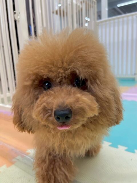 ププちゃん🐶
本日は朝から来園してるみんなのところに行きハイテンションで挨拶をしてくれていました😆
毎朝挨拶をしてくれているのでみんなとのコミュニケーションもバッチリですね👌
🐾🐶愛犬のお悩みご相談ください🐶🐾
@kenkohmura_official
↑フォロー待ってます↑
〒955-0091 新潟県三条市上須頃大割428−1
☎︎ 0256-35-2571
✉️ info@kenkohmura.jp
HP: http://kenkohmura.jp
LINE: https://lin.ee/7LIz5sb
#犬幸村#犬の幼稚園 #吠える、噛む #犬のしつけ #トイレ
トイプートイプー可愛いトイプー倶楽部トイプー大好きトイプー可愛いすぎる