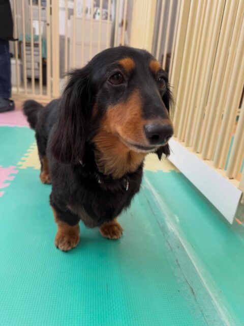 クッキーちゃん🐶
本日はいろんな子達の匂いを嗅いだり、スタッフに呼ばれてルンルンで歩いてくるのを邪魔されてなんだよ‼️と怒っていたりしました🤣
🐾🐶愛犬のお悩みご相談ください🐶🐾
@kenkohmura_official
↑フォロー待ってます↑
〒955-0091 新潟県三条市上須頃大割428−1
☎︎ 0256-35-2571
✉️ info@kenkohmura.jp
HP: http://kenkohmura.jp
LINE: https://lin.ee/7LIz5sb
#犬幸村#犬の幼稚園 #吠える、噛む #犬のしつけ #トイレ
ダックスダックス可愛いダックス倶楽部ダックス可愛いすぎる