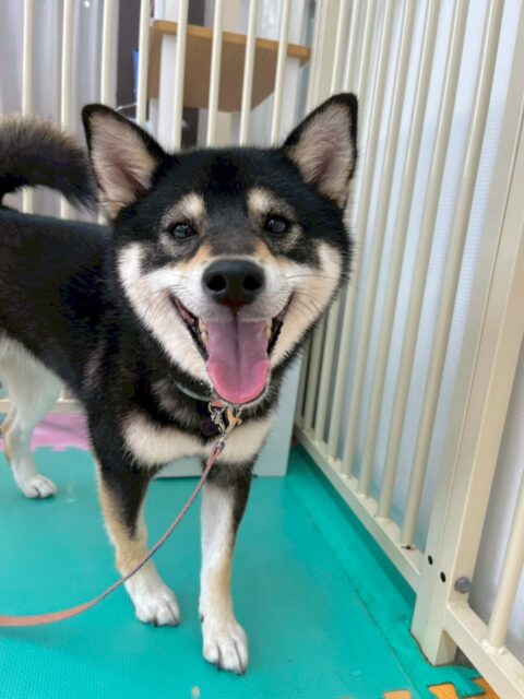 つむぎちゃん🐶
本日は朝からコハクちゃんや夏紬ちゃん、鶴丸達と走り回ったり、みんなで激しくお話をしあったりして過ごしていました😆
🐾🐶愛犬のお悩みご相談ください🐶🐾
@kenkohmura_official
↑フォロー待ってます↑
〒955-0091 新潟県三条市上須頃大割428−1
☎︎ 0256-35-2571
✉️ info@kenkohmura.jp
HP: http://kenkohmura.jp
LINE: https://lin.ee/7LIz5sb
#犬幸村#犬の幼稚園 #吠える、噛む #犬のしつけ #トイレ
柴犬柴犬可愛い柴犬大好き柴犬倶楽部柴犬可愛いすぎる