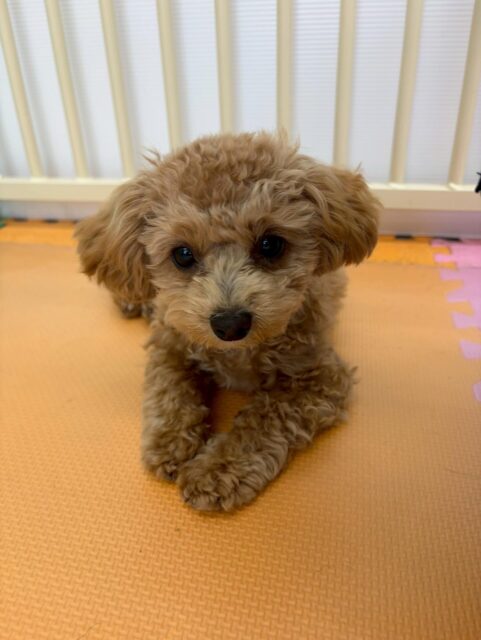 本日幼稚園体験に来てくれました🐶
最初は他の子達が匂いを嗅ぎに来たり、挨拶をしにくると逃げていましたが、だんだんと慣れてきたのか自分から匂いを嗅ぎにいけたりして短い時間でしたが成長が見れました‼️次はお友達ができるように頑張っていきましょう✊
🐾🐶愛犬のお悩みご相談ください🐶🐾
@kenkohmura_official
↑フォロー待ってます↑
〒955-0091 新潟県三条市上須頃大割428−1
☎︎ 0256-35-2571
✉️ info@kenkohmura.jp
HP: http://kenkohmura.jp
LINE: https://lin.ee/7LIz5sb
#犬幸村#犬の幼稚園 #吠える、噛む #犬のしつけ #トイレ
ミックスミックス犬ミックス犬可愛いミックス犬大好きミックス犬倶楽部