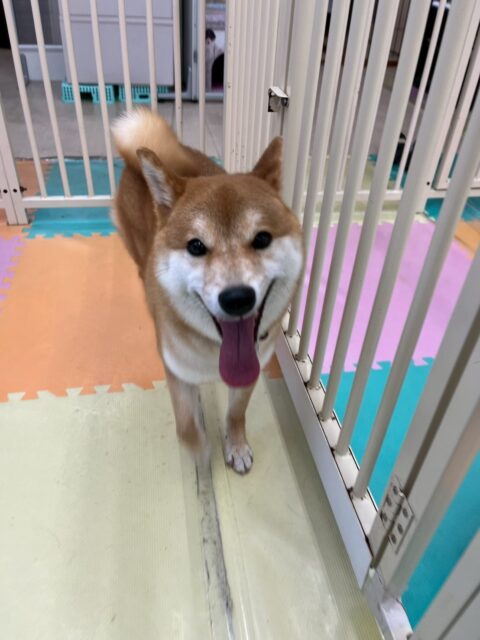 つくしちゃん🐶
昨日歯磨きトレーニングを開始して1年8ヶ月が経ちました
歯の状態も変わりなく綺麗にキープできているのでこのまま継続を意識て頑張りましょう✊
園内ではまめちゃんや、すけちゃん、大吉ちゃん達と激しいお話し合いや走り回ったりしてかなり楽しそうに遊び回っていました👍
🐾🐶愛犬のお悩みご相談ください🐶🐾
@kenkohmura_official
↑フォロー待ってます↑
〒955-0091 新潟県三条市上須頃大割428−1
☎︎ 0256-35-2571
✉️ info@kenkohmura.jp
HP: http://kenkohmura.jp
LINE: https://lin.ee/7LIz5sb
#犬幸村#犬の幼稚園 #吠える、噛む #犬のしつけ #トイレ
柴犬柴犬可愛い柴犬大好き柴犬倶楽部柴犬可愛いすぎる
