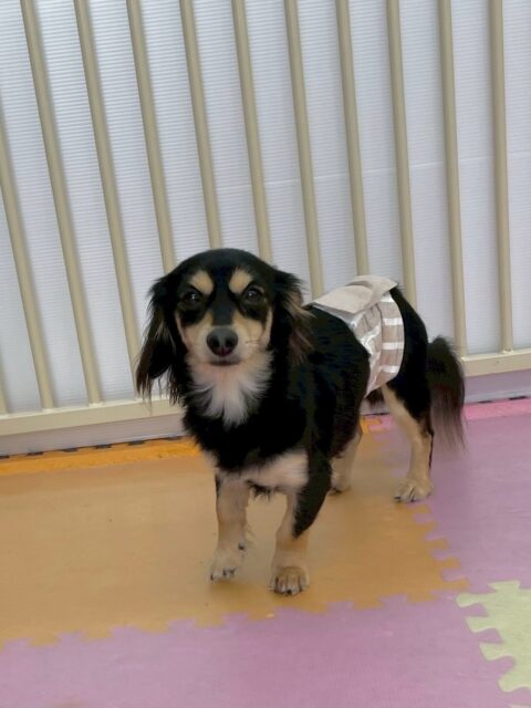 ハニちゃん🐶
本日はコジロウちゃんやきりまるちゃん、まろちゃん達とお話をしあったり、みんなで乗っかり合いをしたりして過ごしていました😆

🐾🐶愛犬のお悩みご相談ください🐶🐾
@kenkohmura_official
 ↑フォロー待ってます↑

〒955-0091 新潟県三条市上須頃大割４２８−１
☎︎ 0256-35-2571
✉️ info@kenkohmura.jp
HP: http://kenkohmura.jp
LINE: https://lin.ee/7LIz5sb

#犬幸村#犬の幼稚園 #吠える、噛む #犬のしつけ #トイレ
ミックスミックス犬ミックス犬可愛いミックス犬大好きミックス犬倶楽部