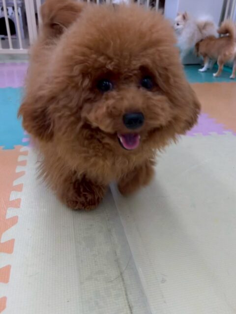 ププちゃん🐶
本日もニコペットのちびっ子達やバロンちゃん達と走り回ったり、みんなでワンプロを仕掛けあったりして楽しんでいました😆
🐾🐶愛犬のお悩みご相談ください🐶🐾
@kenkohmura_official
↑フォロー待ってます↑
〒955-0091 新潟県三条市上須頃大割428−1
☎︎ 0256-35-2571
✉️ info@kenkohmura.jp
HP: http://kenkohmura.jp
LINE: https://lin.ee/7LIz5sb
#犬幸村#犬の幼稚園 #吠える、噛む #犬のしつけ #トイレ
トイプートイプー可愛いトイプー大好きトイプー倶楽部
